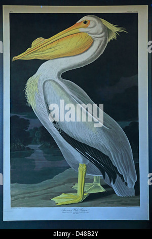 Vögel von Amerika John James Audubon Platte Stockfoto