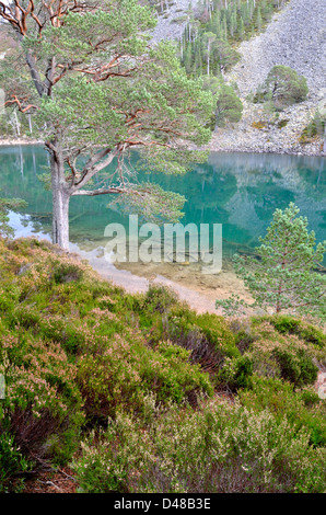 Ein man Uaine - Glenmore Forest Aviemore, Highlands, Schottland, UK Stockfoto