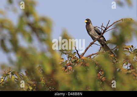 Western grau Wegerich-Esser (Crinifer Piscator) Stockfoto