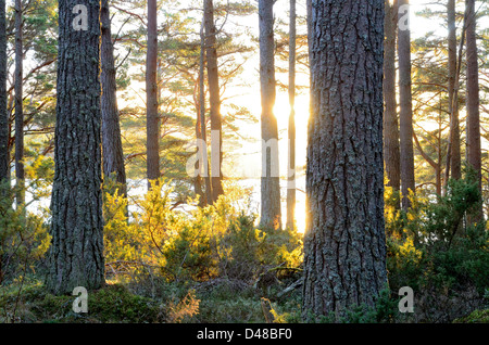 Alten Kiefernwald am Ufer des Loch Garten in den Cairngorms National Park, Scotland, UK Stockfoto