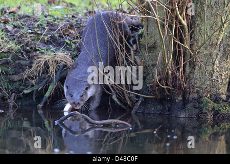 Gemeinsamen Otter (Lutra Lutra) Thetford Norfolk UK GB Januar 2013 Stockfoto