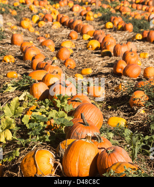 Halloween-Kürbisse abholbereit in einem Patch. Stockfoto