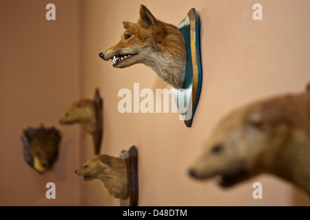 Ein ausgestopfter Tiere Trophäe Kopf. Llanerchaeron, Wales, UK. Aus einer Anzeige im Llanerchaeron House. Stockfoto