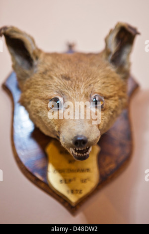 Ein ausgestopfter Tiere Trophäe Kopf. Llanerchaeron, Wales, UK. Aus einer Anzeige im Llanerchaeron House. Stockfoto