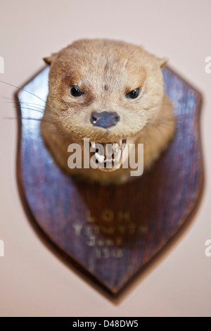 Ein ausgestopfter Tiere Trophäe Kopf. Llanerchaeron, Wales, UK. Aus einer Anzeige im Llanerchaeron House. Stockfoto