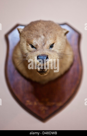 Ein ausgestopfter Tiere Trophäe Kopf. Llanerchaeron, Wales, UK. Aus einer Anzeige im Llanerchaeron House. Stockfoto