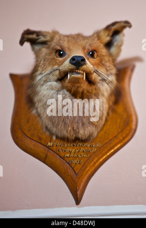 Ein ausgestopfter Tiere Trophäe Kopf. Llanerchaeron, Wales, UK. Aus einer Anzeige im Llanerchaeron House. Stockfoto