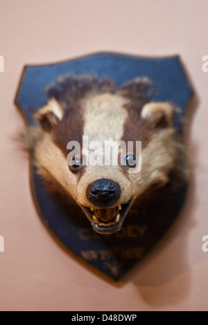 Ein ausgestopfter Tiere Trophäe Kopf. Llanerchaeron, Wales, UK. Aus einer Anzeige im Llanerchaeron House. Stockfoto