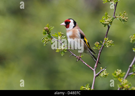 Stieglitz (Zuchtjahr Zuchtjahr) thront auf Weißdorn Zweig Cheshire UK März 8428 Stockfoto