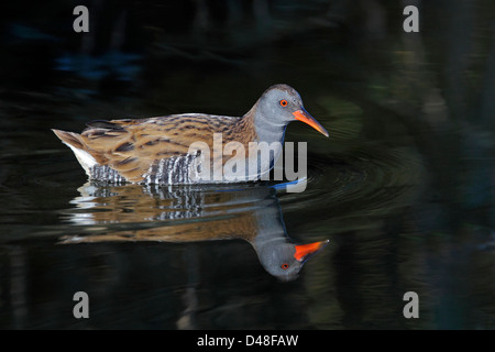 Wasser-Schiene (Rallus Aquaticus) Schwimmen im Teich Merseyside UK November 0090 Stockfoto