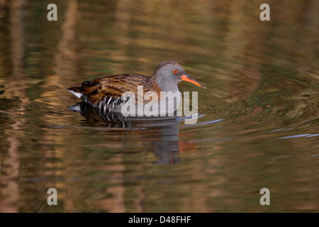 Wasser-Schiene (Rallus Aquaticus) Schwimmen im Teich Merseyside UK November 1593 Stockfoto