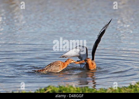 Uferschnepfen (Limosa Limosa) Streit um Fütterung Gebiet im Sommer Gefieder Lancashire UK April 8129 Stockfoto