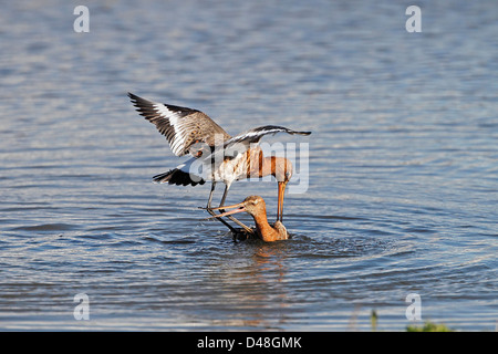 Uferschnepfen (Limosa Limosa) Streit um Fütterung Gebiet im Sommer Gefieder Lancashire UK April 8178 Stockfoto