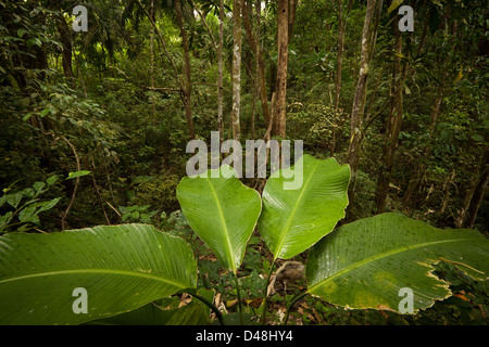 Regenwald in der Nähe der Plantage Loop Trail im Soberania Nationalpark, Republik Panama. Stockfoto