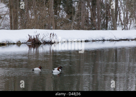 Drei Canvasback Enten schwimmen auf dem Teich im Winter. Stockfoto