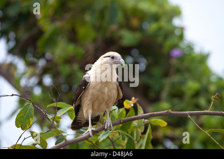 Gelbköpfiger Caracara, Milvago Chimachima, am Seeufer des Lago Gatun, Republik Panama, Mittelamerika. Stockfoto