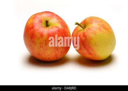 Zwei Reife Bio Laxton Superb Äpfel Stockfoto