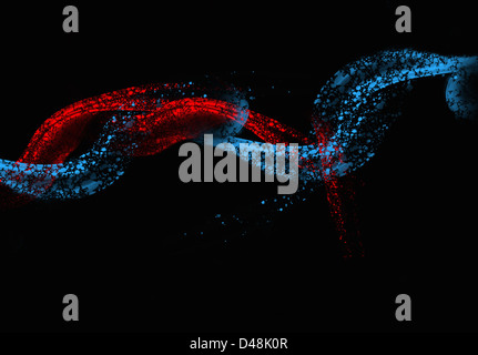 Rot und blau digitale Wirbel-design Stockfoto