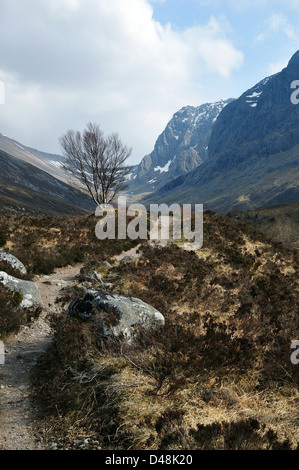 Einsame Birke steht der Bergpfad in die Allt ein "Mhuilinn Glen unter Ben Nevis, mit den Klippen sichtbar über Stockfoto