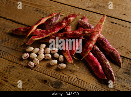 Organische borlotti Bohnen home - in Großbritannien angebaut Stockfoto