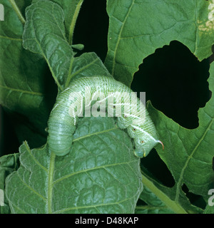 Eine Raupe, die Tabak Hornworm, Manduca Secta, eine schwere Pest von Tabak auf beschädigte Blätter Stockfoto