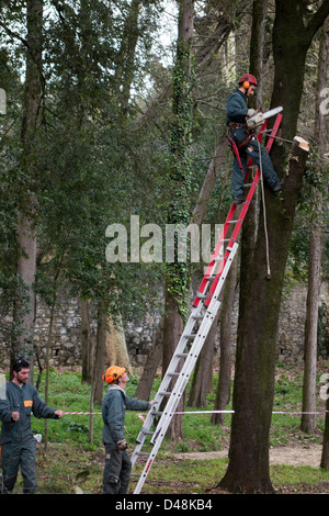 Baumpfleger Beschneiden eines Baumes mit Kettensäge und Leiter Stockfoto