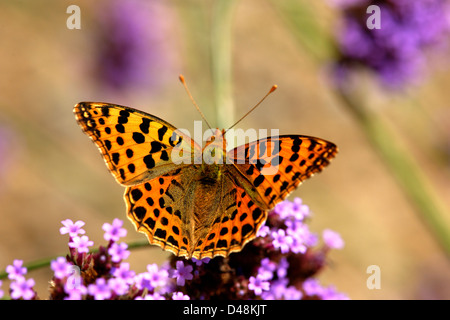 Silber gewaschenen Fritillary Schmetterling auf Verbena Bonariensis, Frankreich Stockfoto