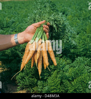 Eine Reihe von entwurzelten Karotten in der Hand gehalten Stockfoto