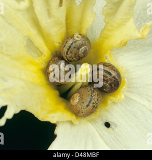 Junge garten Schnecken, Cornu aspersum, in der Mitte eines beschädigten Narzisse Blume auf einem nassen Morgen Stockfoto