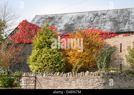 Scheune, umgeben von bunten Bäumen im Herbst Stockfoto