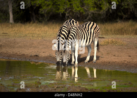 Zwei Zebras Trinkwasser an einem sehr grünen Wasserloch, die Spiegelungen im Wasser zeigen. Nebeneinander stehen. Stockfoto