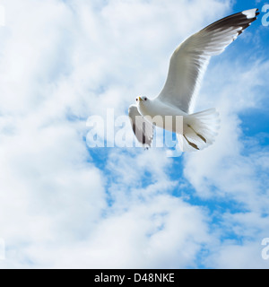 Möwen fliegen über Kopf gegen ein bewölkter Himmel Stockfoto