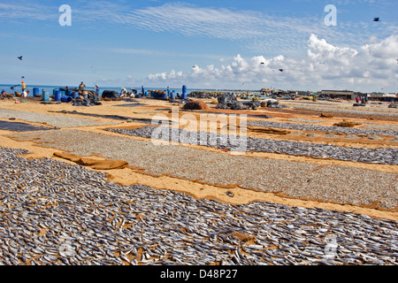 TAUSENDE VON FISCHEN AM STRAND IN SRI LANKA A GROßINDUSTRIE TROCKNEN DIE NETZE AUS DEM INDISCHEN OZEAN FISCHEN Stockfoto