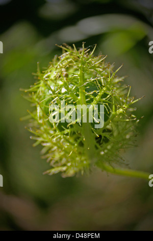 Passiflora Foetida L., wilde Passionsfrucht Stockfoto