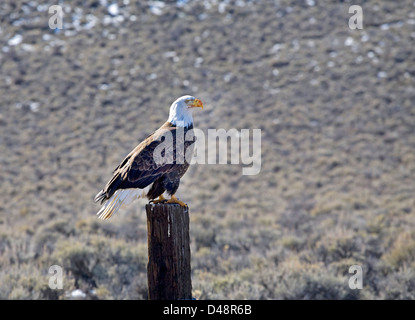 Ein Adler sitzt auf einem Zaunpfahl in Oregon Stockfoto