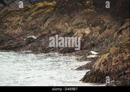 Atlantische graue Seehunde, Halichoerus Grypus, sonnen sich auf den Felsen am North Haven, Skokholm Island, South Pembrokeshire, Wales, UK Stockfoto