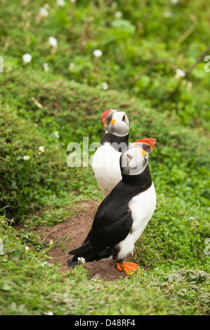 Papageientaucher, Fratercula Arctica, Skokholm Island, South Pembrokeshire, Wales, Vereinigtes Königreich Stockfoto