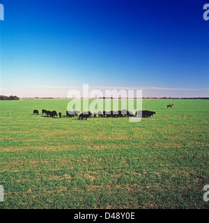 Gruppe von Kühen in einem argentinischen Feld Stockfoto