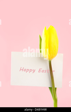 Gelbe Tulpe mit einer weißen glücklich Osterkarte auf einem rosa Hintergrund Stockfoto
