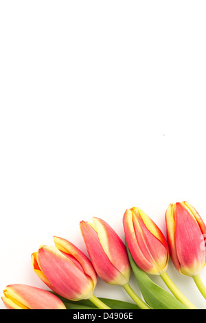 Fünf blühenden Tulpen in Linie auf weißem Hintergrund Stockfoto