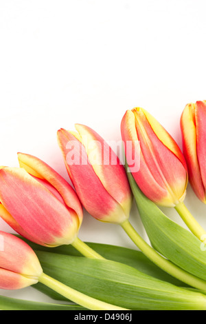 Nahaufnahme von fünf blühenden Tulpen auf weißem Hintergrund Stockfoto