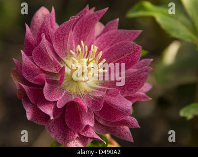 Hillibore Blume Stockfoto