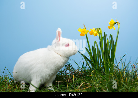 Weiße flauschige Häschen sitzt neben Narzissen Stockfoto