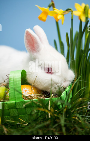 Weißes Kaninchen ruht auf Ostereier in grünen Korb Stockfoto