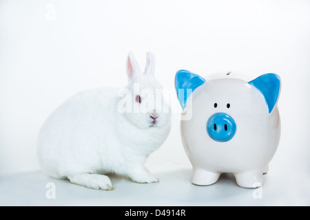 Weißer Hase sitzend neben blauen und weißen Sparschwein Stockfoto