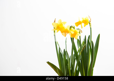 Drei Narzissen wachsen Stockfoto