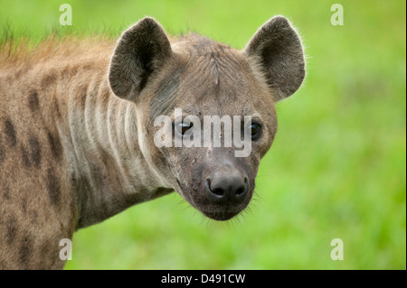 Nahaufnahme von einer gefleckten Hyäne Crocuta Crocuta direkt an Sie Stockfoto