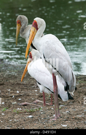 Drei Yellowbilled Stork (Mycteria Ibis) stehen am Rande Flüsse wie alte Hexen Stockfoto