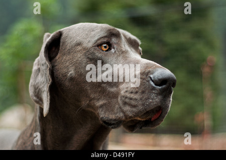 Das Gesicht einer grauen Dogge. Stockfoto