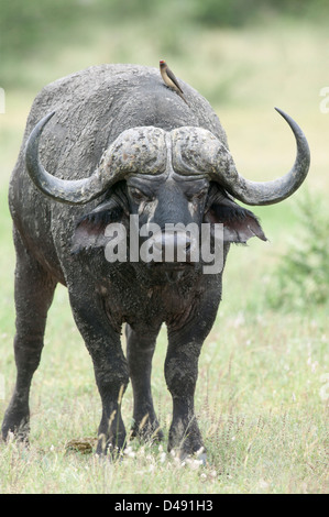 Kaffernbüffel (Syncerus Caffer) stehen Kopf auf mit einem Redbilled Oxpecker (Buphagus Erythrorhynchus) auf dem Rücken Stockfoto
